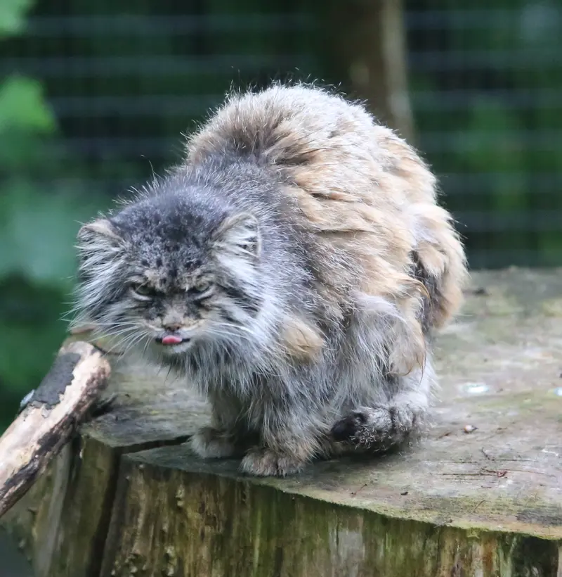 ウッチ動物園のパッツォの写真