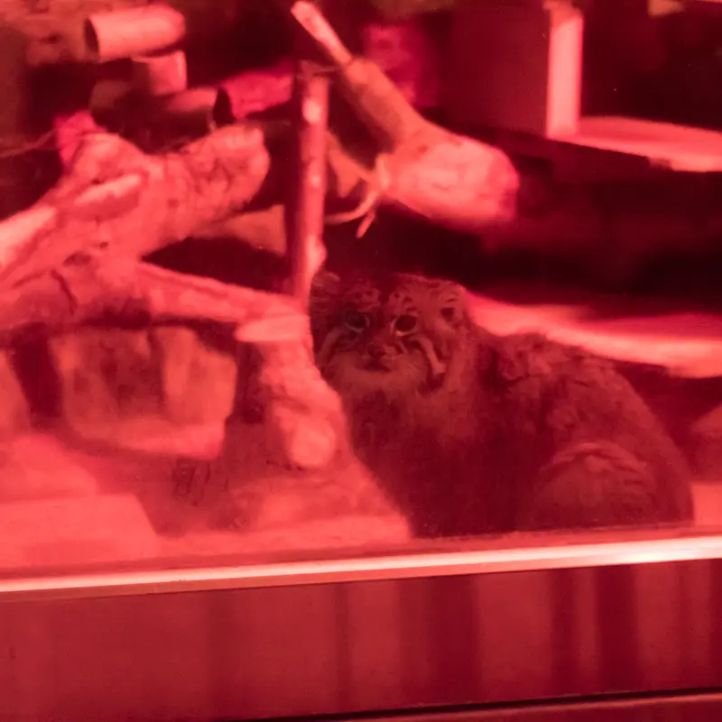 恩賜上野動物園のナイマの写真