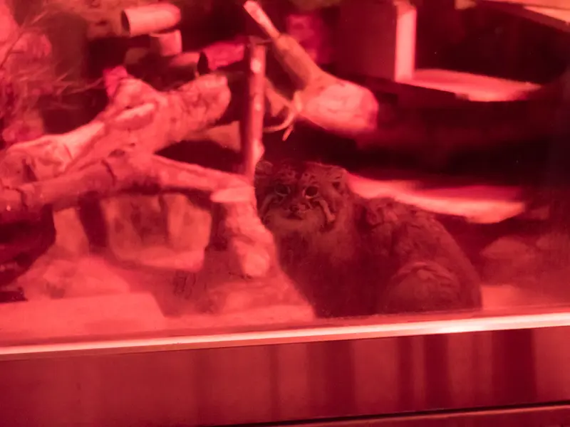 恩賜上野動物園のナイマの写真