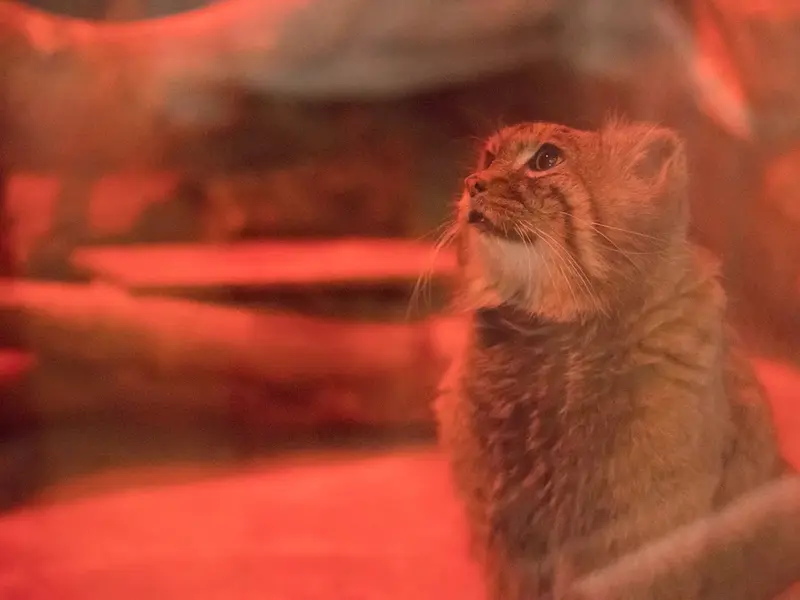 恩賜上野動物園のナイマの写真