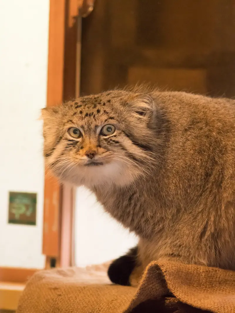 埼玉県こども動物自然公園のロータスの写真