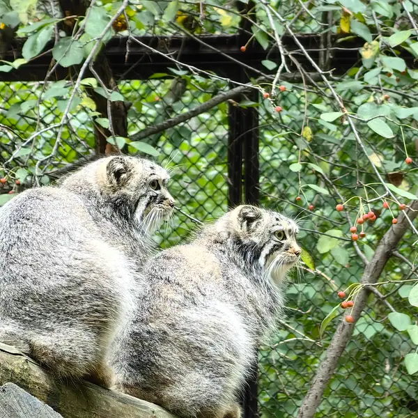 ノヴォシビルスク動物園のルフとエルフの写真
