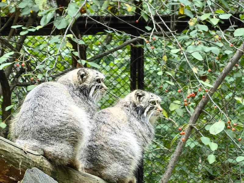 ノヴォシビルスク動物園のルフとエルフの写真