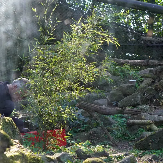 ロッテルダム動物園のノルブの写真