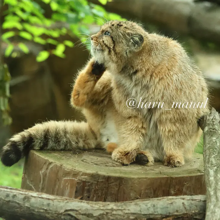 那須どうぶつ王国のボルの写真