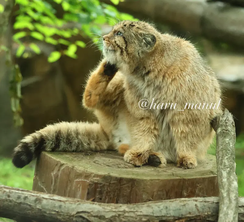 那須どうぶつ王国のボルの写真