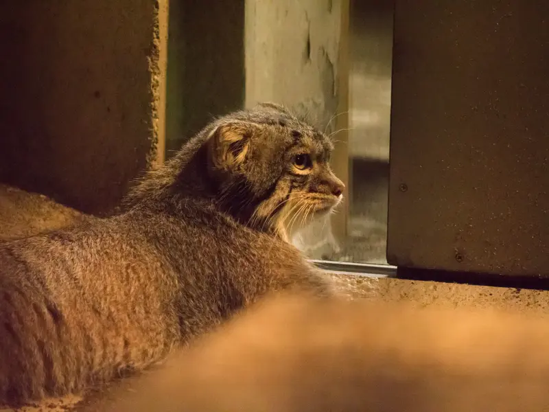 野毛山動物園のフィーガの写真