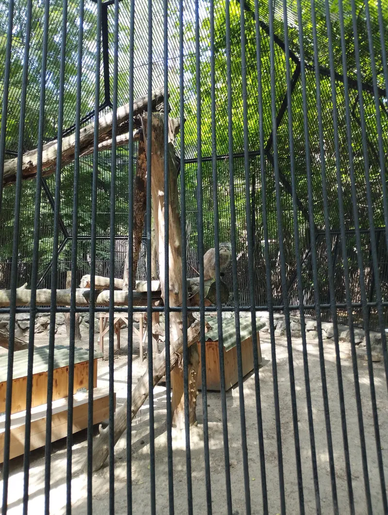 ノヴォシビルスク動物園のマヌルネコの写真