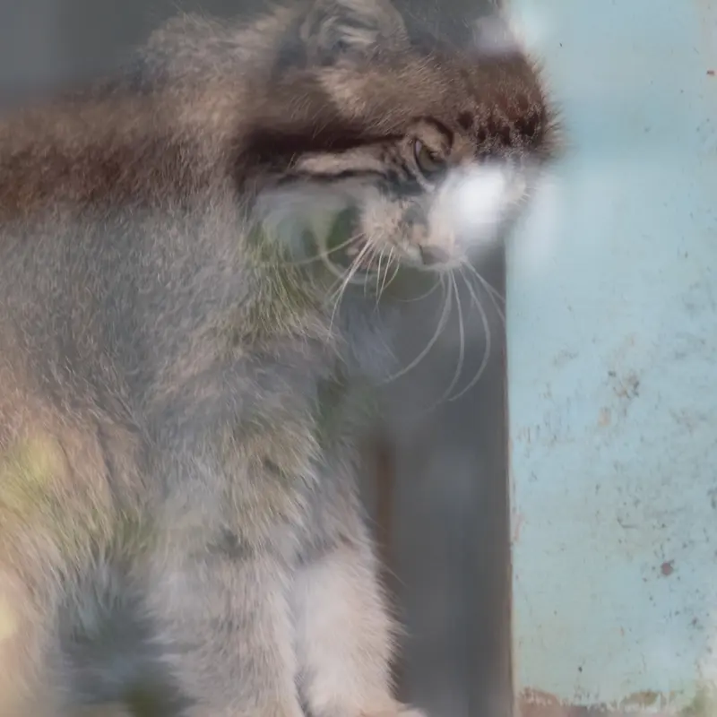 神戸市立王子動物園のイーリスの写真