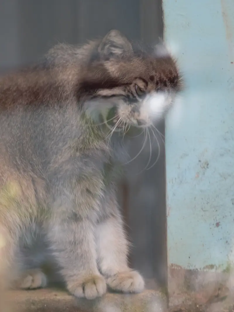 神戸市立王子動物園のイーリスの写真
