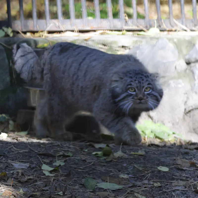 ノヴォシビルスク動物園のメンスの写真