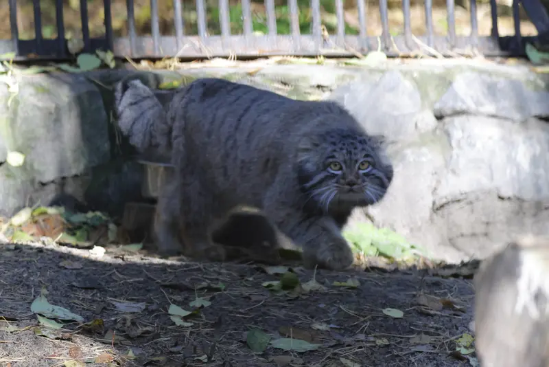 ノヴォシビルスク動物園のメンスの写真