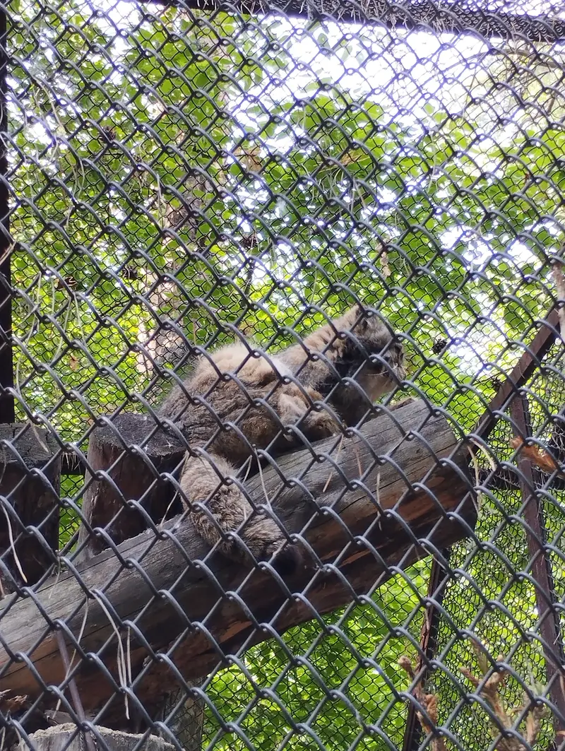 ノヴォシビルスク動物園のマヌルネコの写真