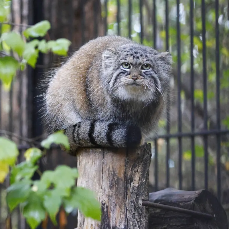 ノヴォシビルスク動物園のアーニャの写真