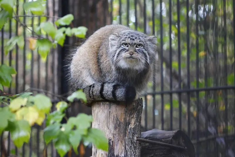 ノヴォシビルスク動物園のアーニャの写真
