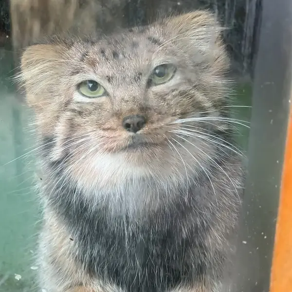 ナレの写真