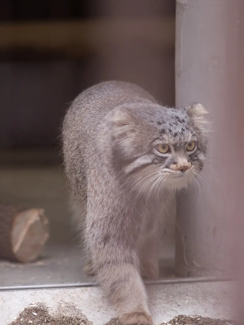 野毛山動物園のフィーガの写真