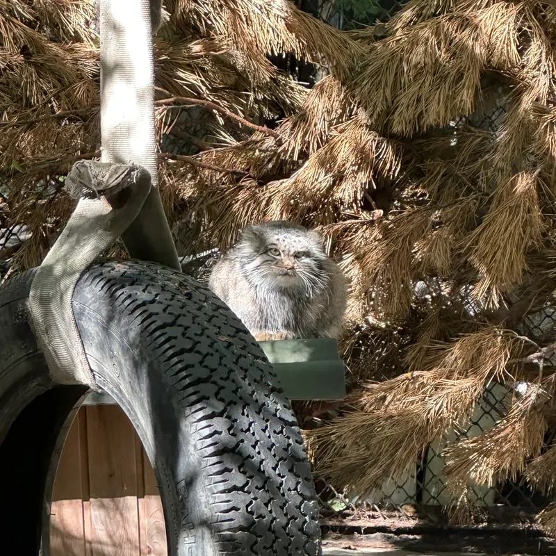 ノヴォシビルスク動物園のスネジンカの写真