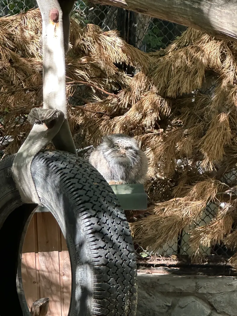 ノヴォシビルスク動物園のスネジンカの写真