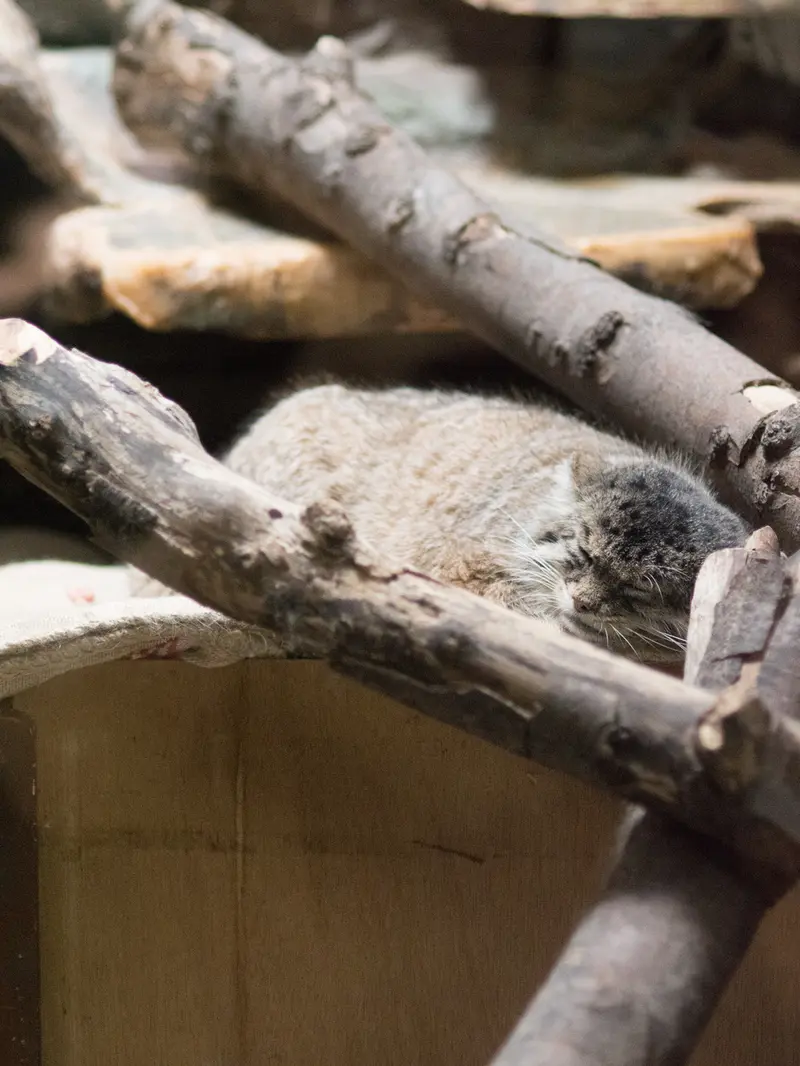 恩賜上野動物園のプリームラの写真