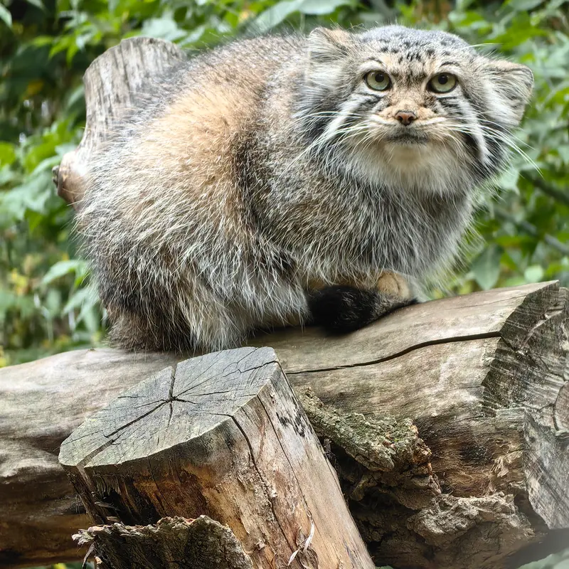 ノヴォシビルスク動物園のイヴの写真