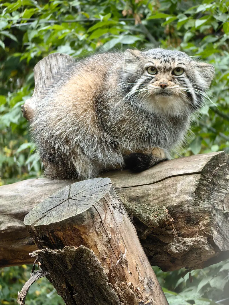 ノヴォシビルスク動物園のイヴの写真