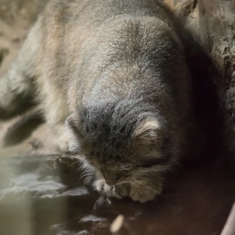 恩賜上野動物園のクリョンの写真
