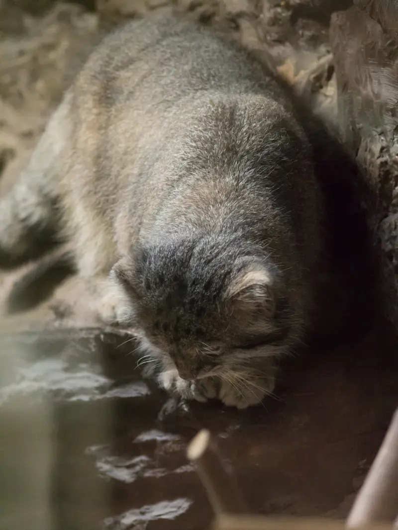 恩賜上野動物園のクリョンの写真