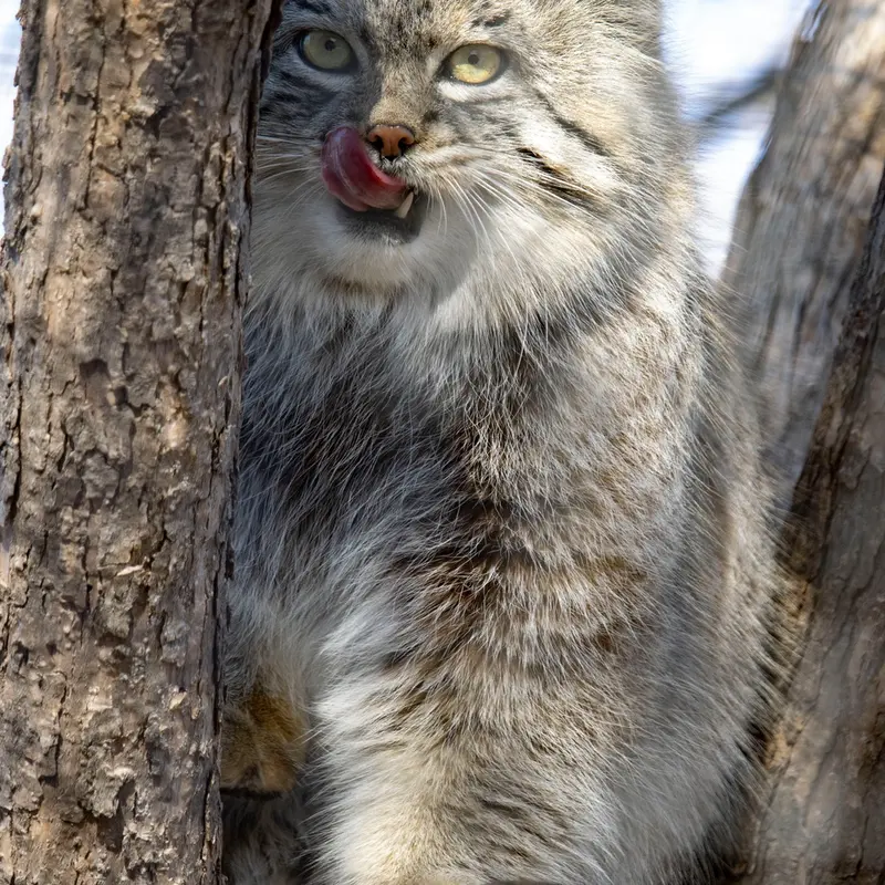リー・リチャードソン動物園のコリンズの写真