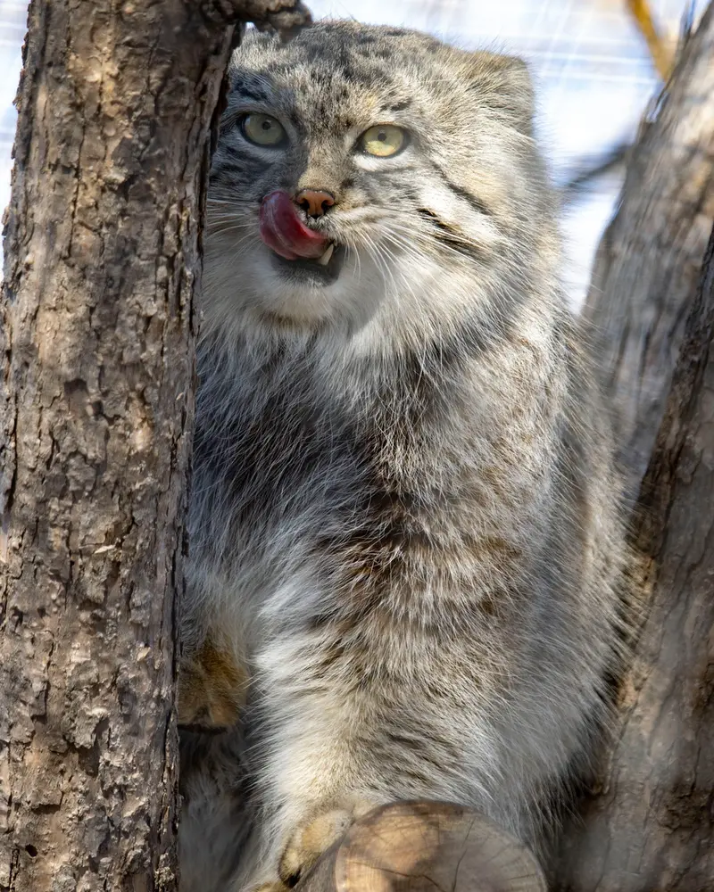 リー・リチャードソン動物園のコリンズの写真