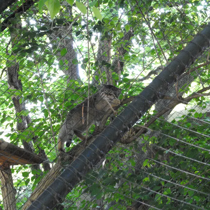 シンシナティ動物園のムーシューの写真