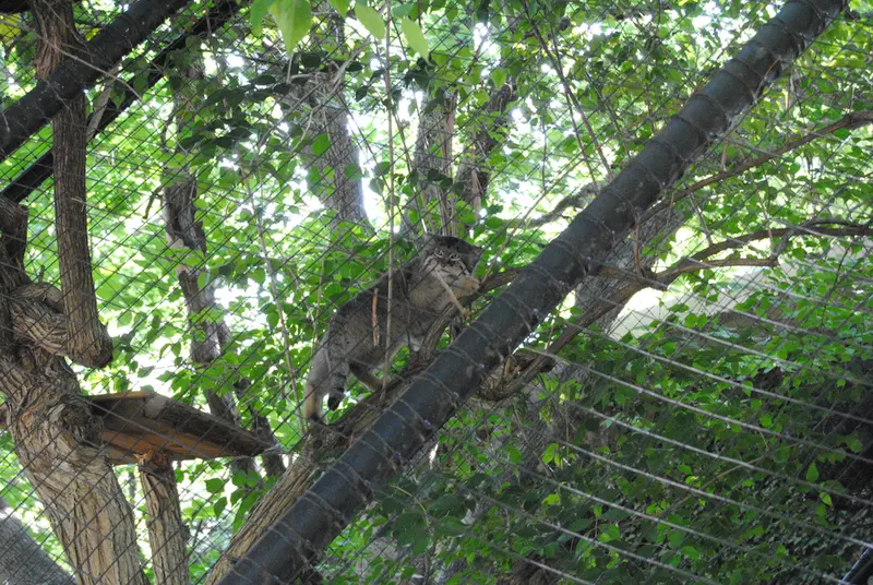 シンシナティ動物園のムーシューの写真