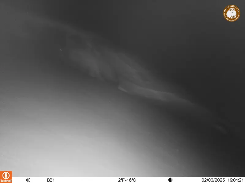 アクタス＝クンコラ［新］カメラトラップで撮影したOtocolobus manul manulの写真