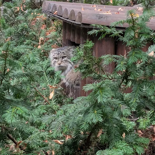 ポズナン新動物園のマニアの写真