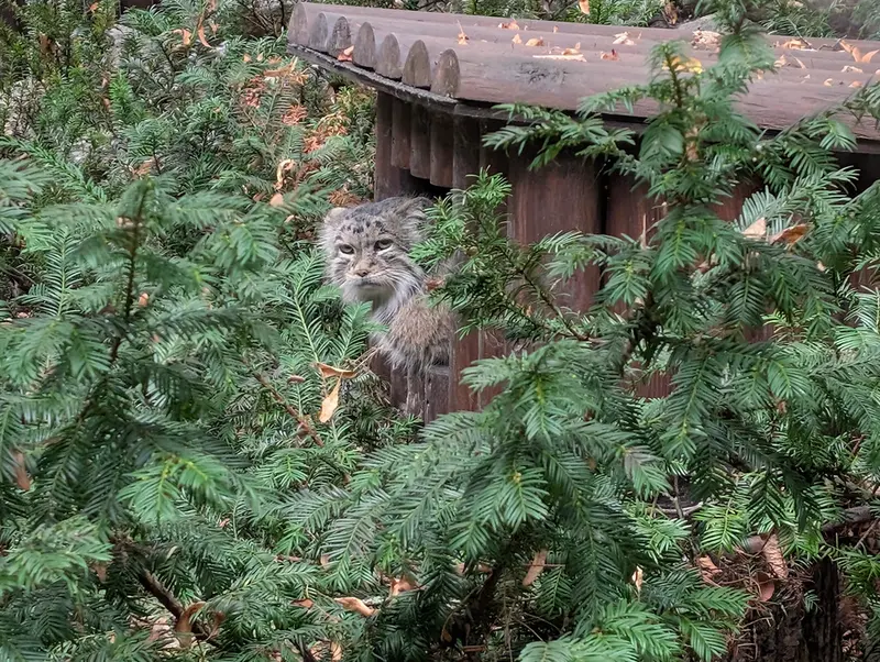 ポズナン新動物園のマニアの写真
