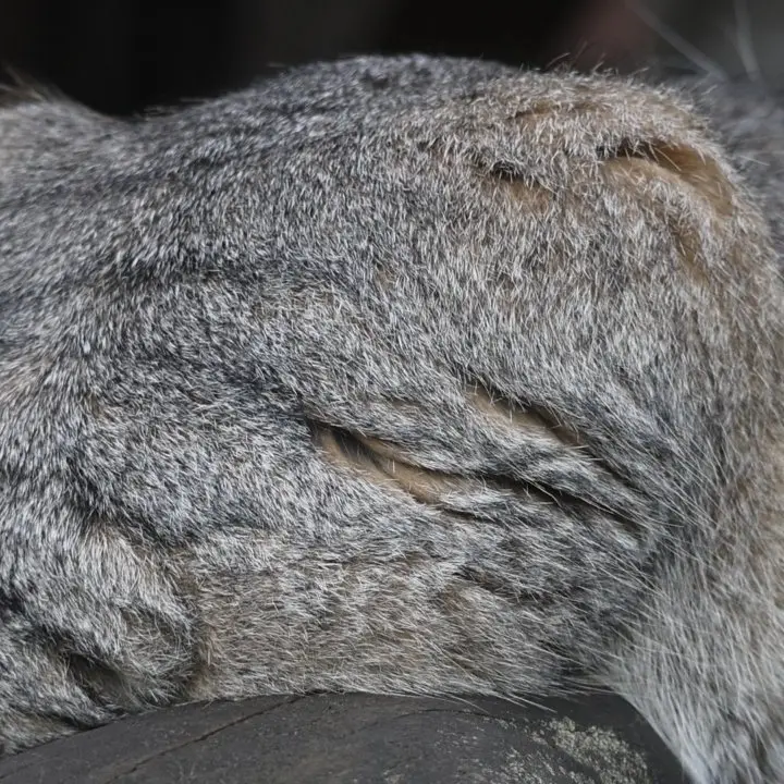 モスクワ動物園のティモフェイの写真