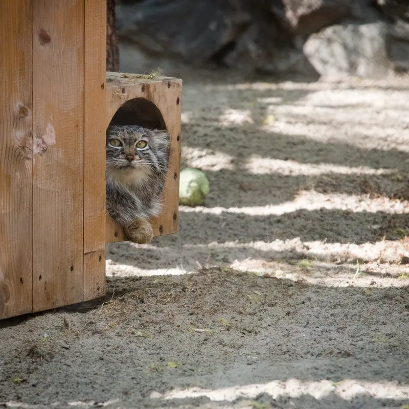 ノヴォシビルスク動物園のスネジャナの写真