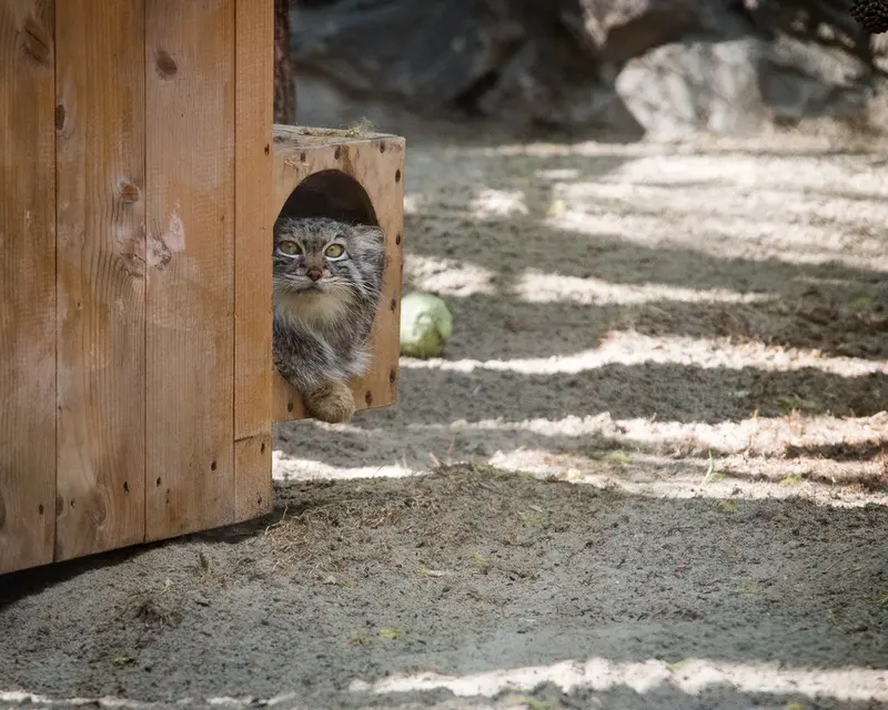 ノヴォシビルスク動物園のスネジャナの写真