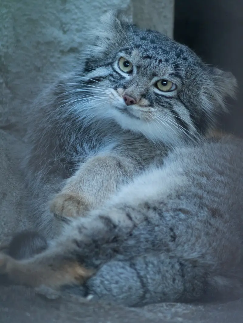 野毛山動物園のフィーガの写真
