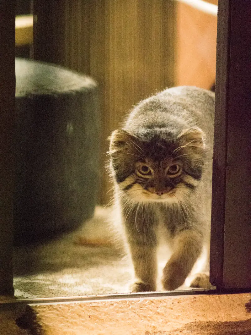 野毛山動物園のフィーガの写真