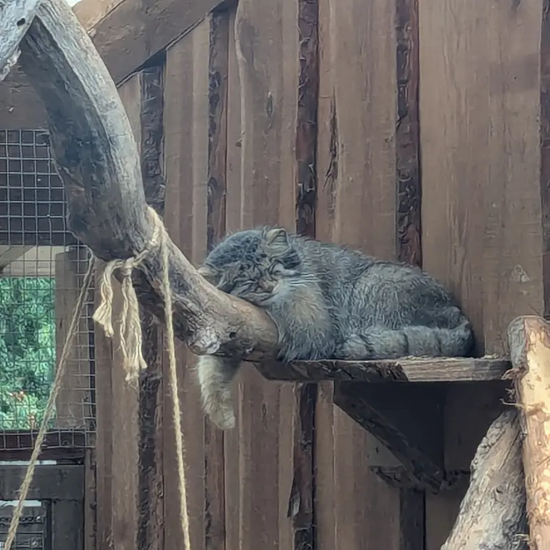 タリン動物園のアルタニの写真