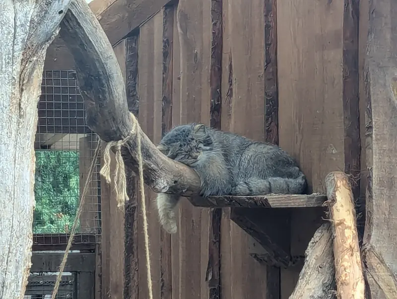 タリン動物園のアルタニの写真