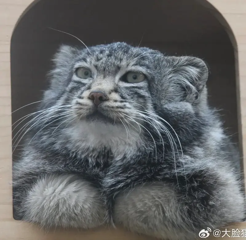 青海チベット高原野生動物園のスン・サンランの写真