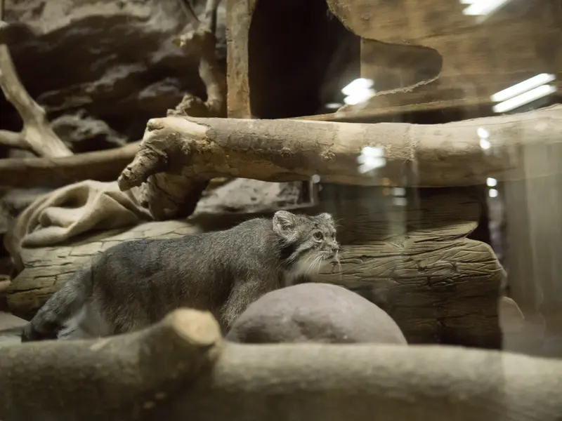 恩賜上野動物園のクリョンの写真