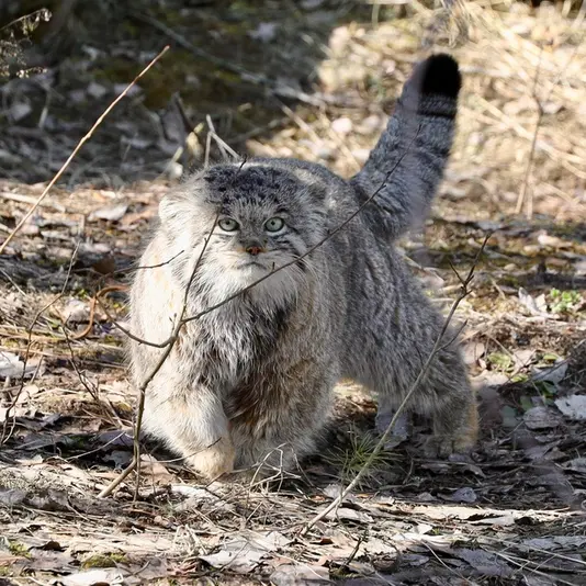 希少動物繁殖センターのイノケンティの写真