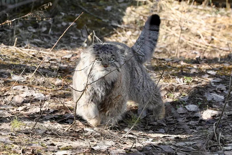 希少動物繁殖センターのイノケンティの写真