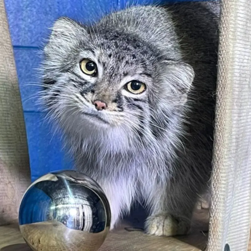ニアビ動物園のイーヴィーの写真