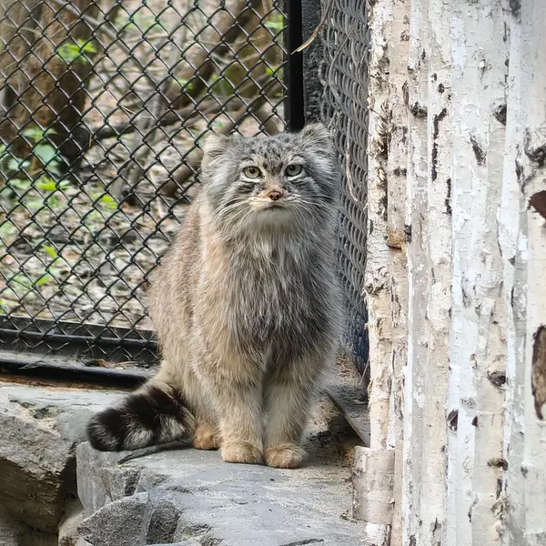 ノヴォシビルスク動物園のロロの写真