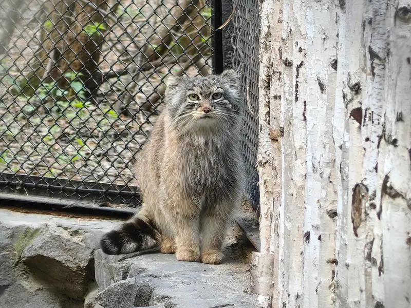 ノヴォシビルスク動物園のロロの写真