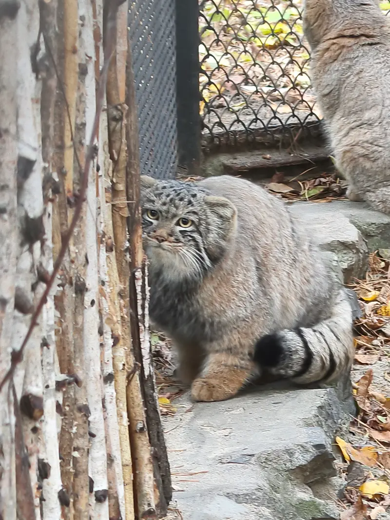 ノヴォシビルスク動物園のアデルの息子（2026年生まれ）Ⅲの写真